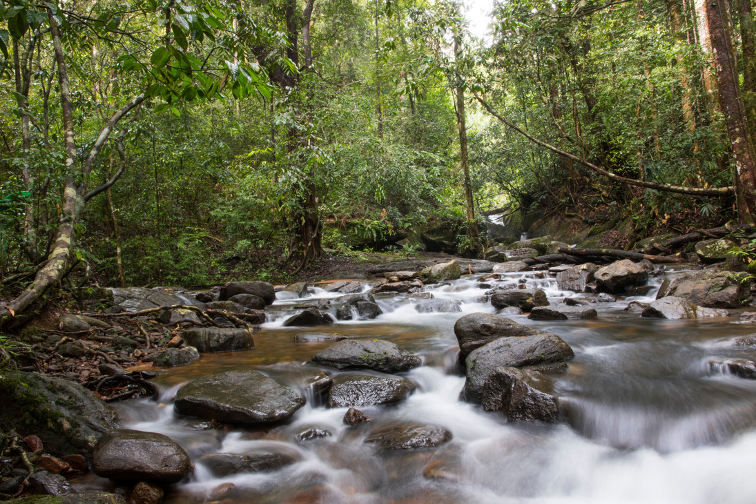 Stream inside Sinharaja rain forest