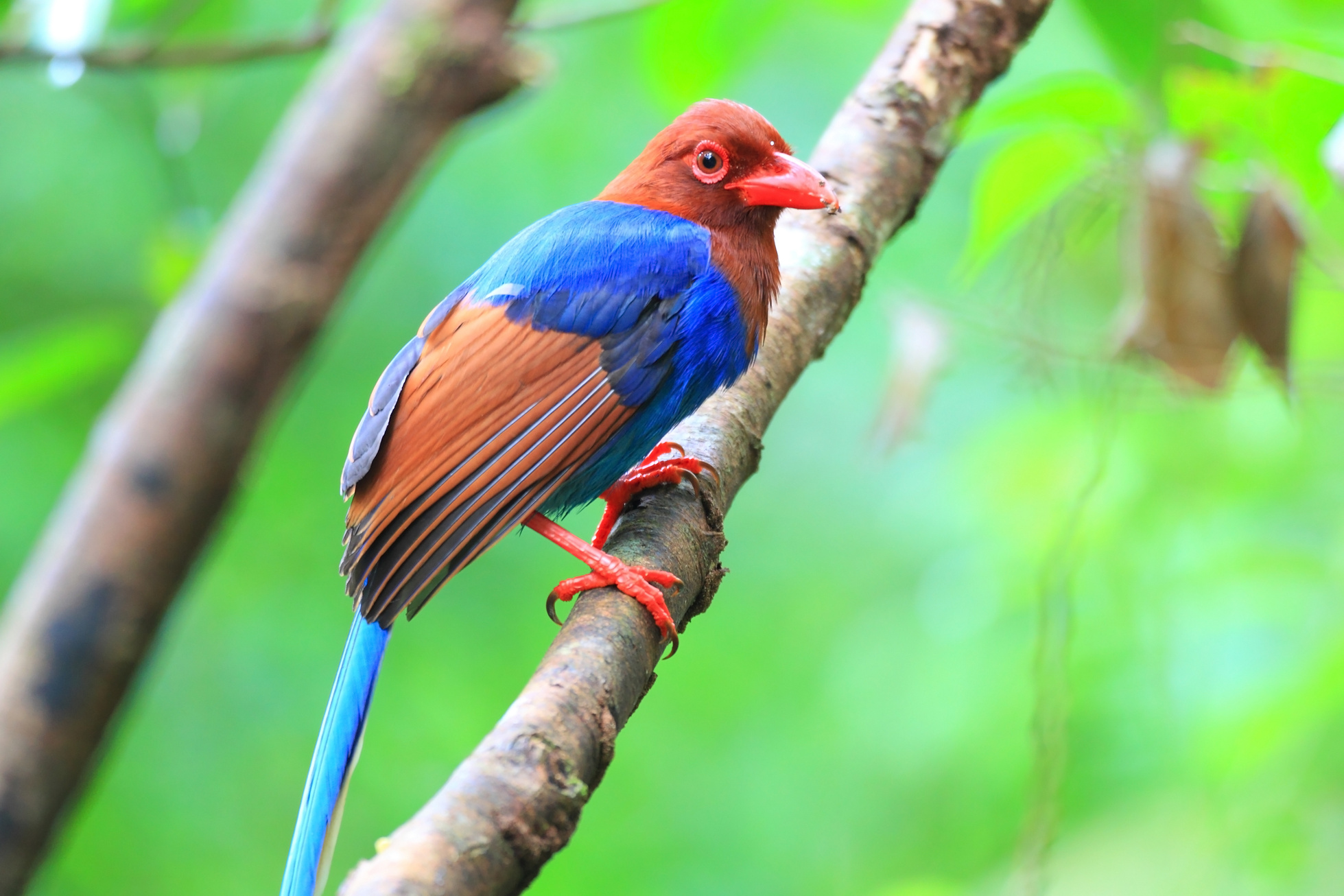 Sri Lanka or Ceylon Blue Magpie