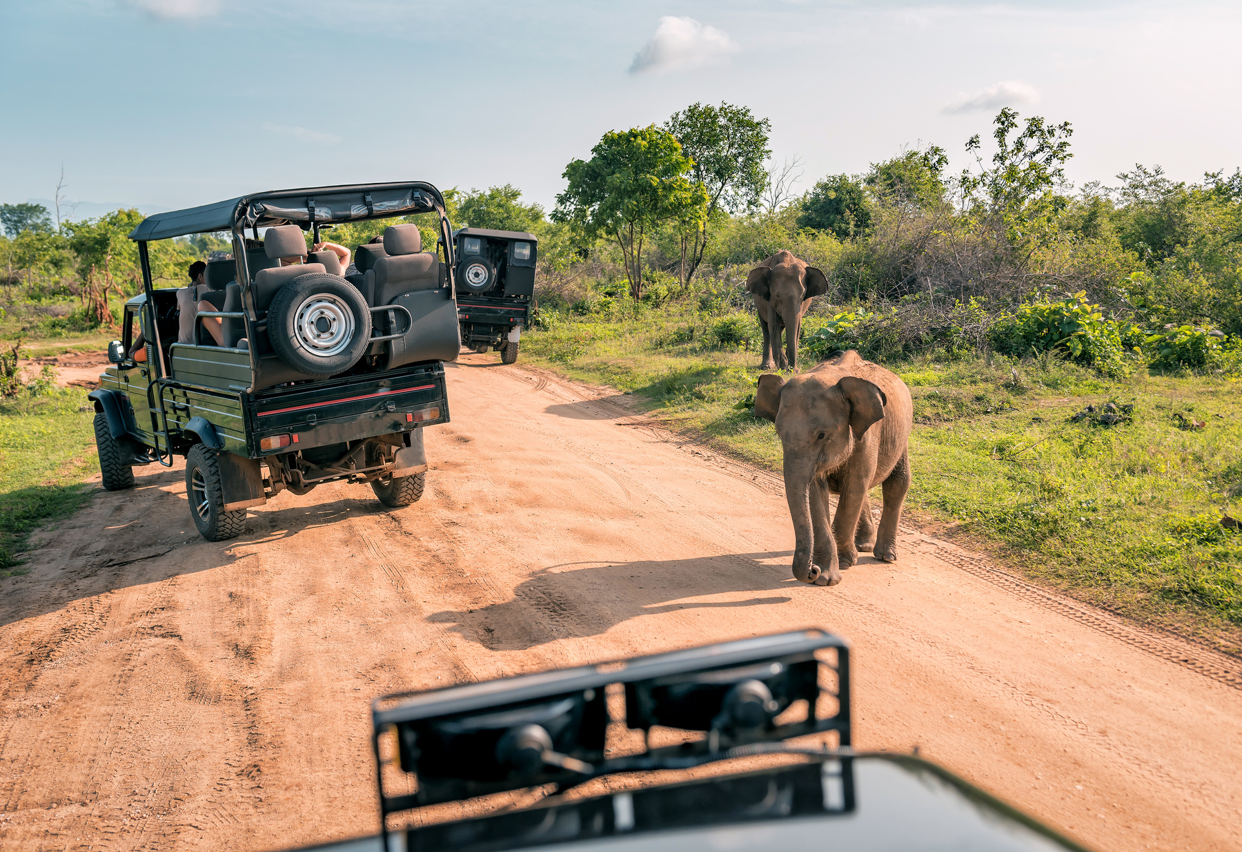 Live Elephant with Baby on Safari