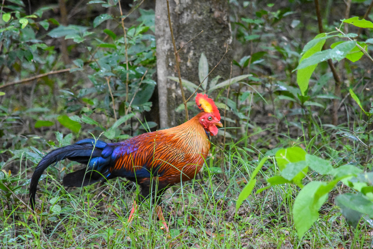 Wilpattu Birds