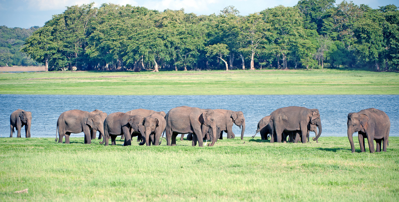 Gathering giants. Minneriya National Park, Sri Lanka